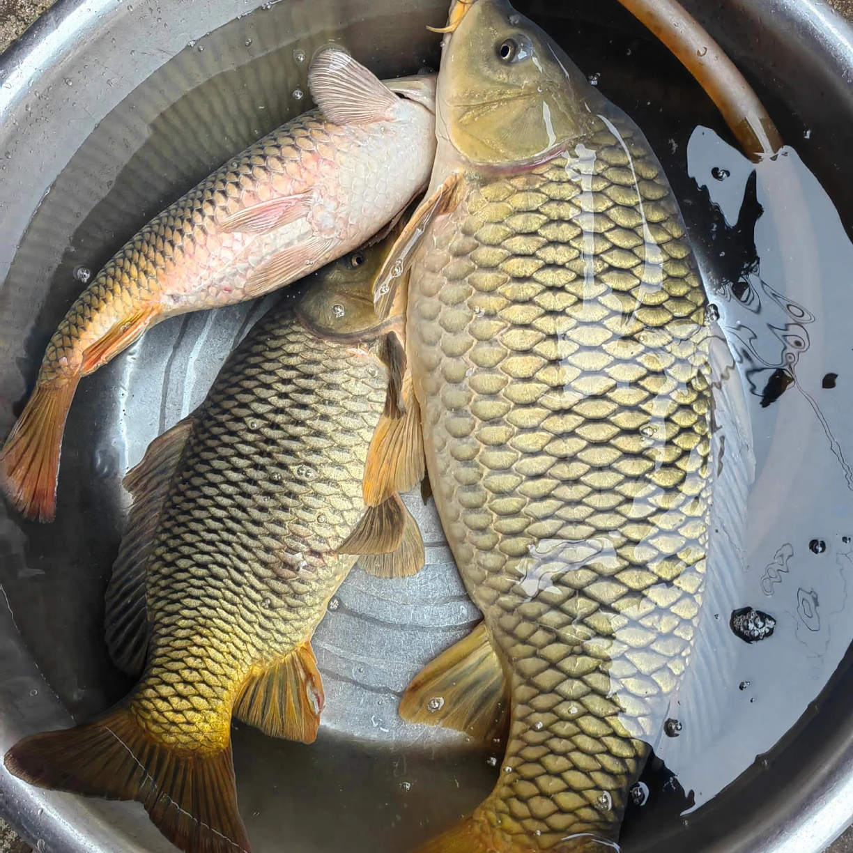 常德本地大湖鲤鱼（年鱼节特惠）