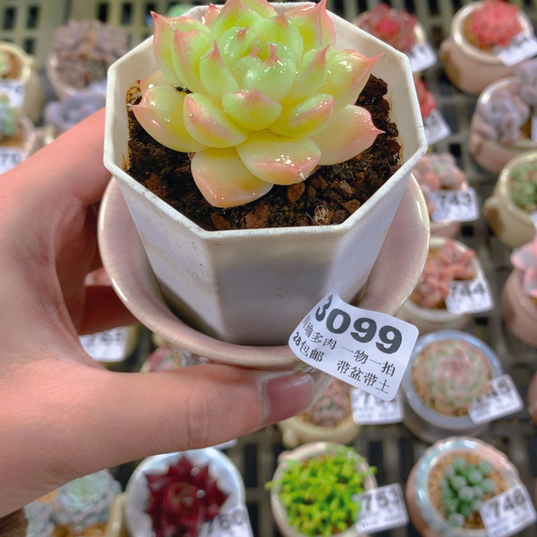 5厘米盆精控多肉3099