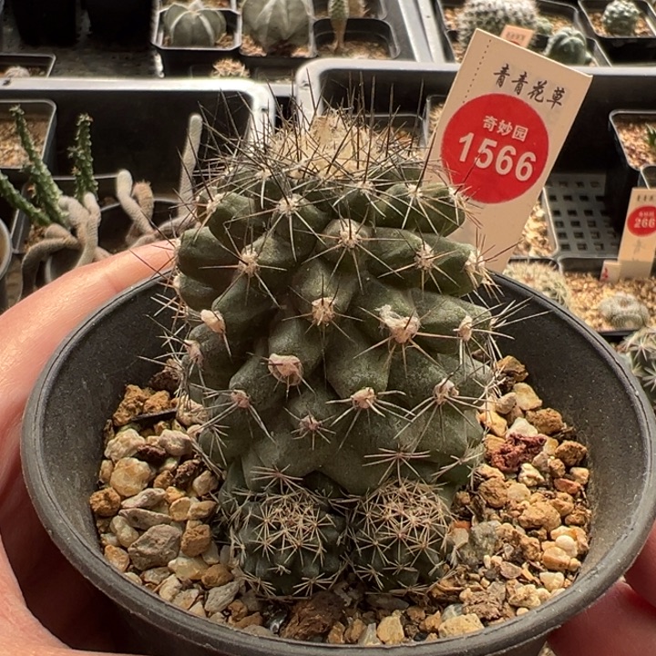 实生龙爪球公子丸群4.7cm