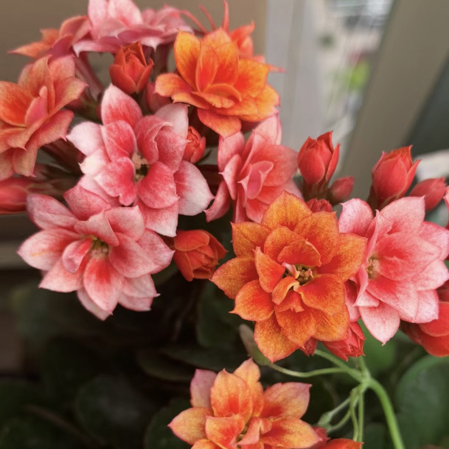 【烟花】牛顿渐变色长寿花110盆