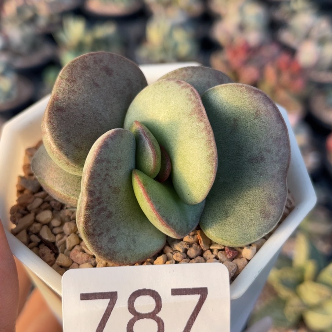     德系紫蛋。  787