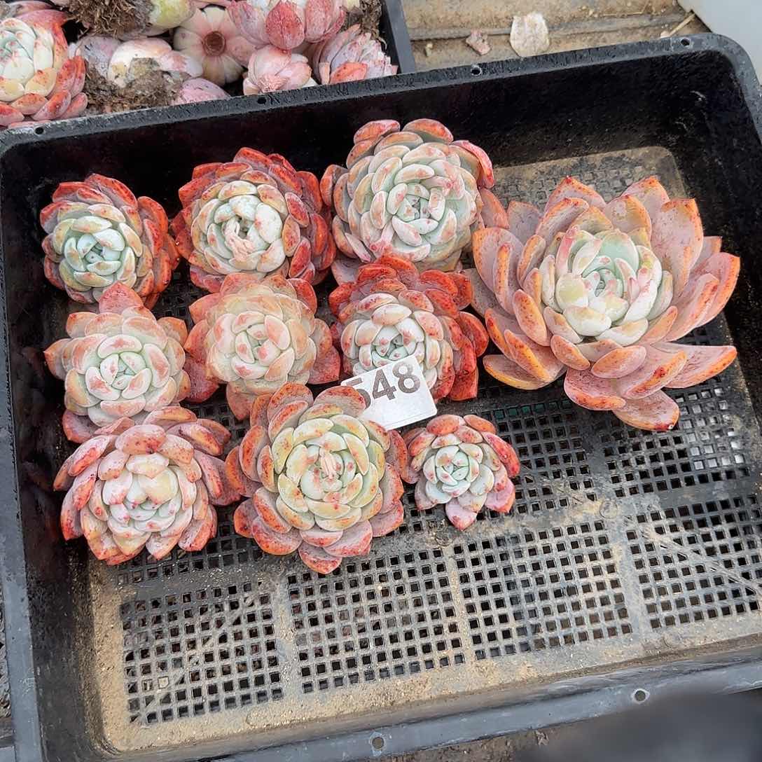 548清棚福利一筐包邮