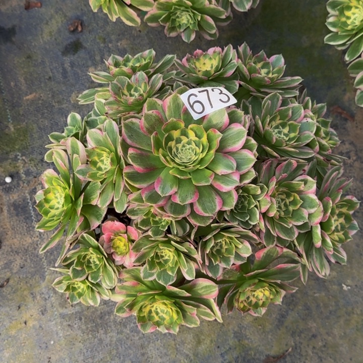 美***美000000000673粉王