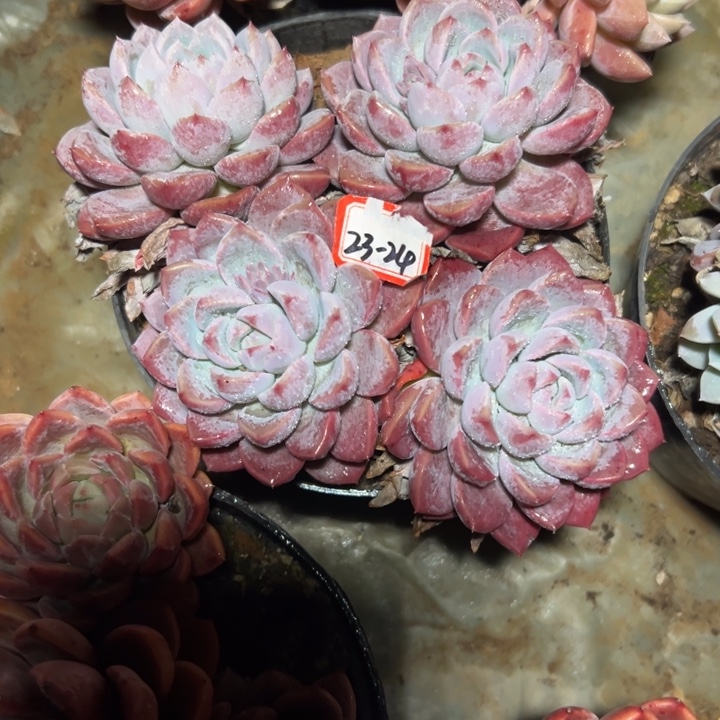 赜***锅精品多肉植物老桩