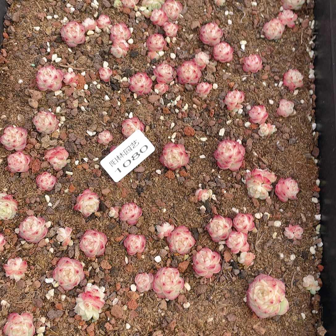 温***C多肉植物多肉植物1080