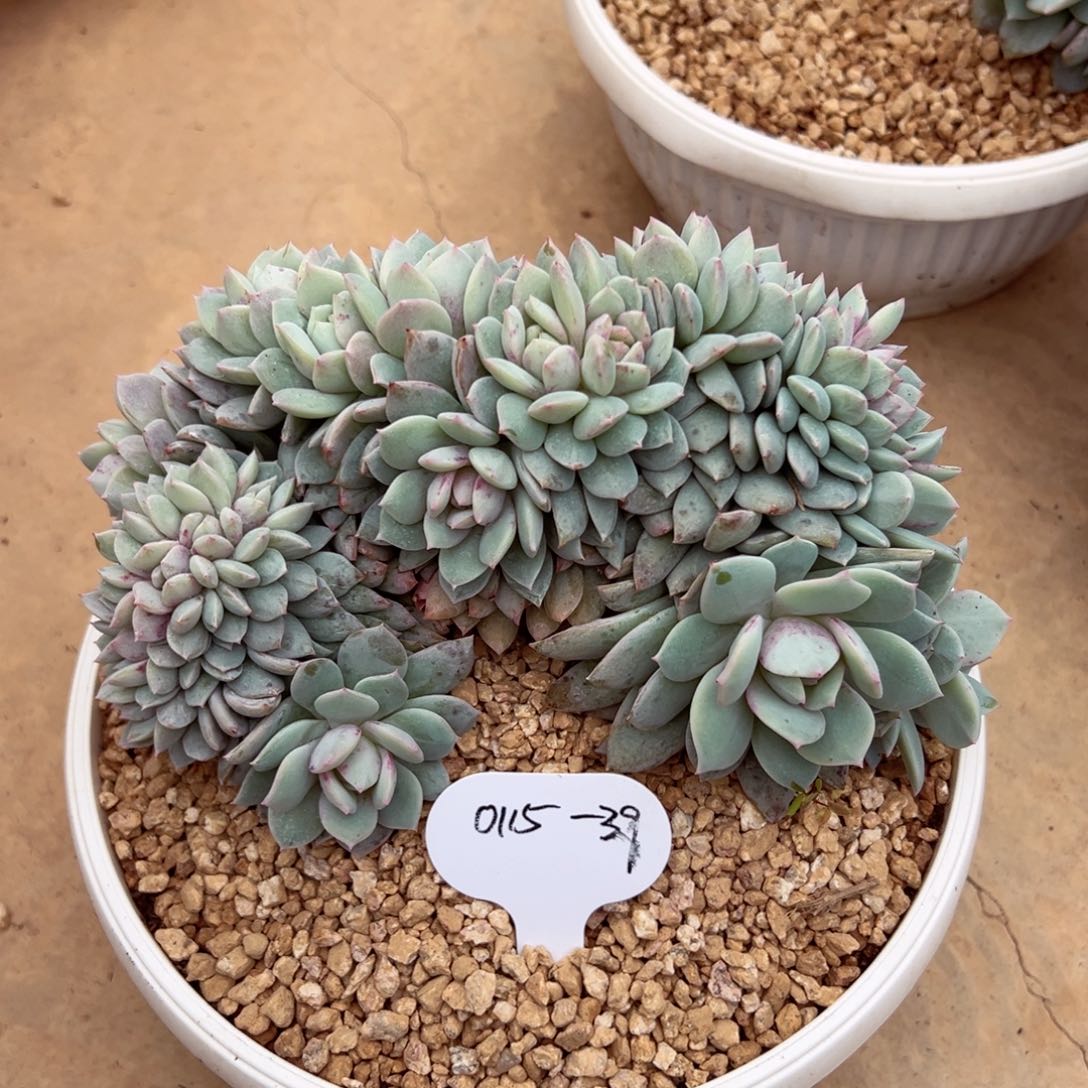 ?****?0115-39戴露露缀多肉