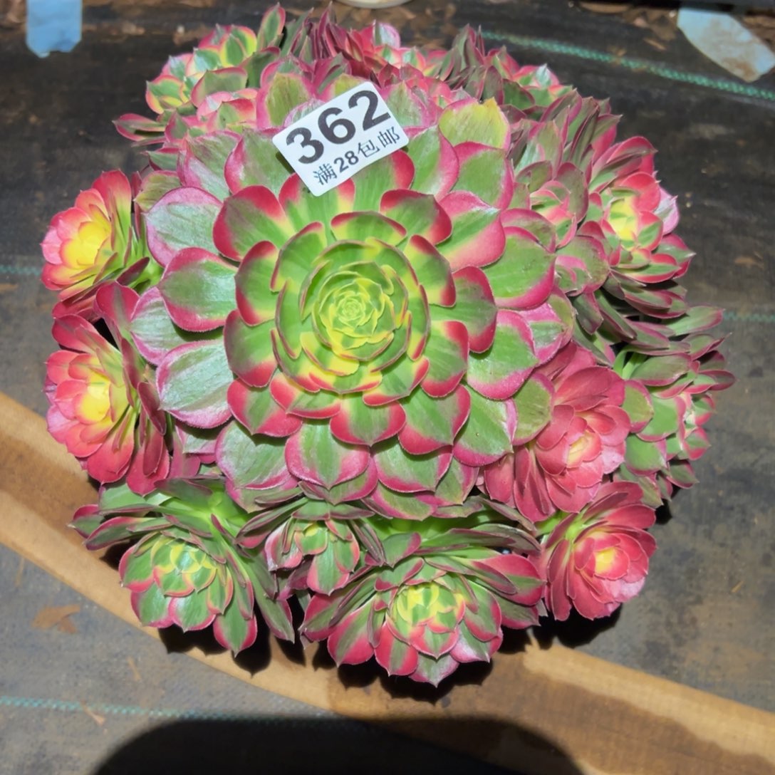 多肉植物62海仙的