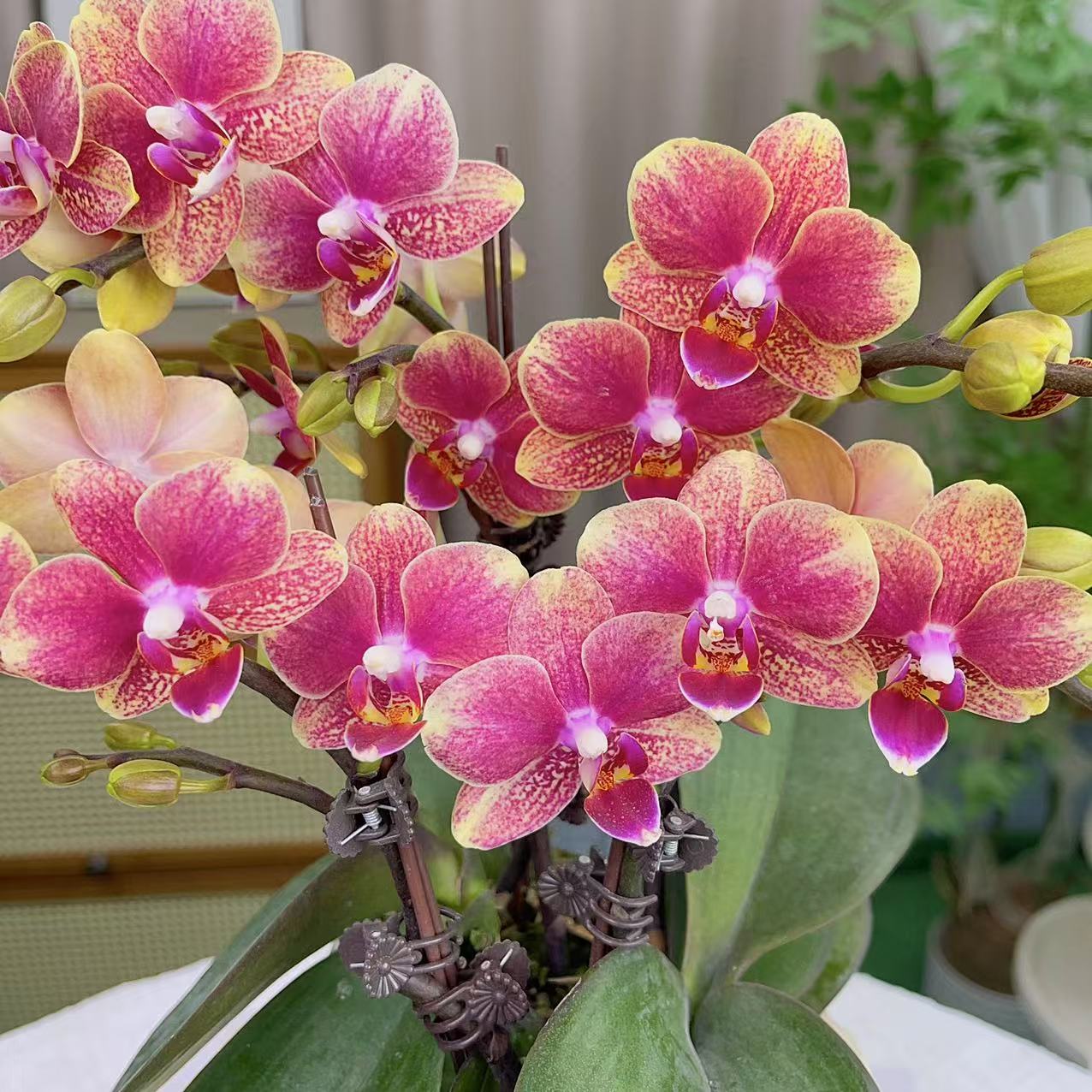 蝴蝶兰《金蝶》聚宝盆桌面型  基地生长种植植株 非常好养