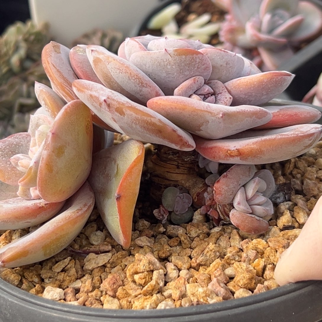 新年快乐 新年快乐