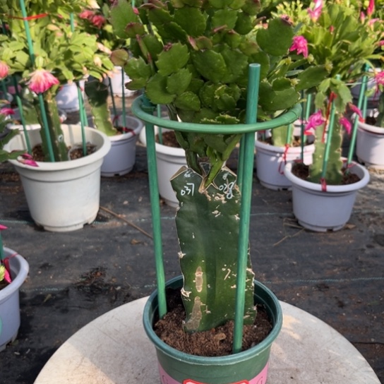 三色重瓣福利苗尾号9885