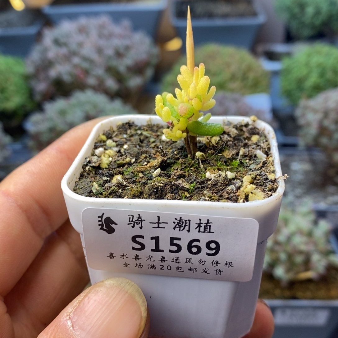1569糖球粉锦假猪多肉