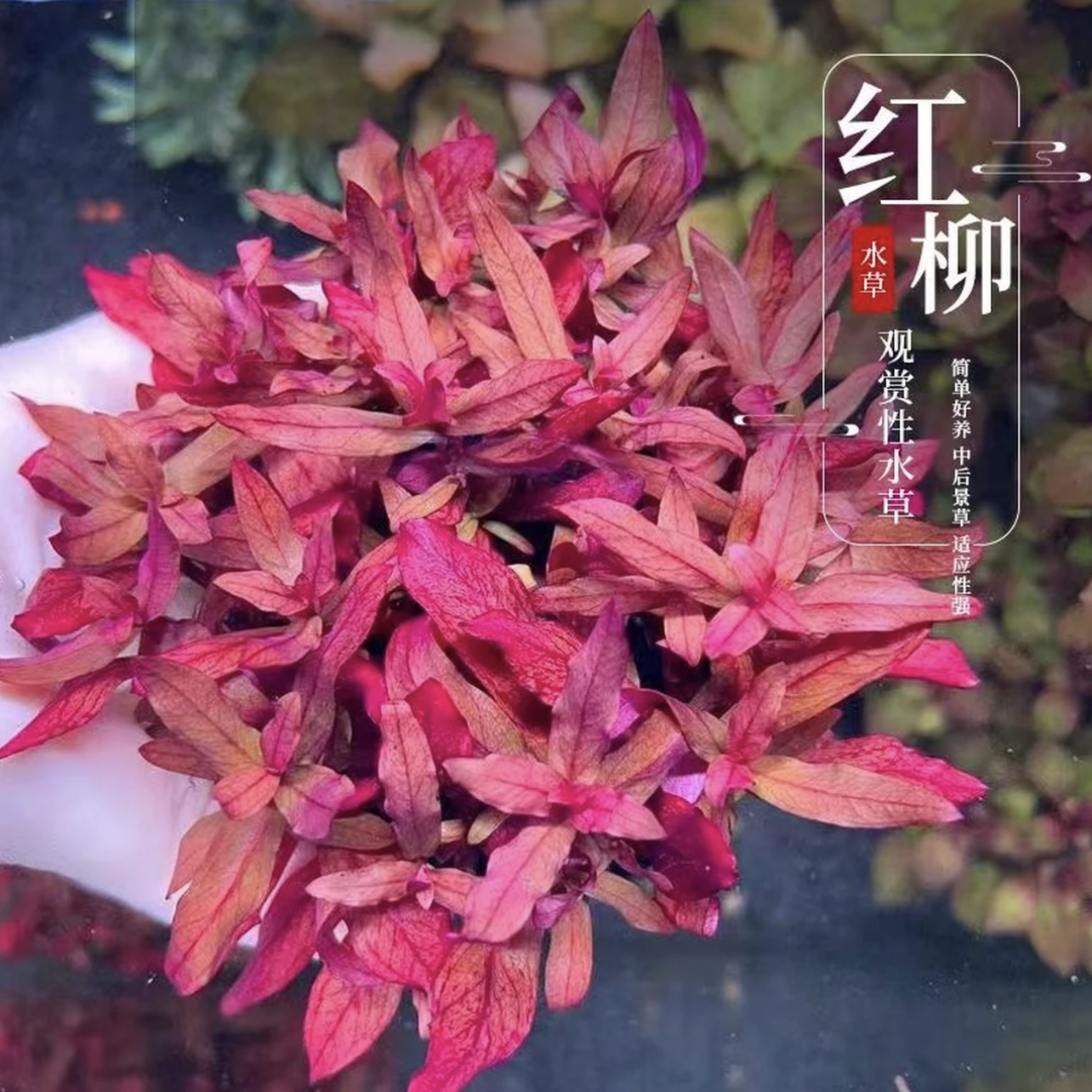 【红柳坨草】懒人水草适合新手无需种植增氧净水鱼缸水草造景