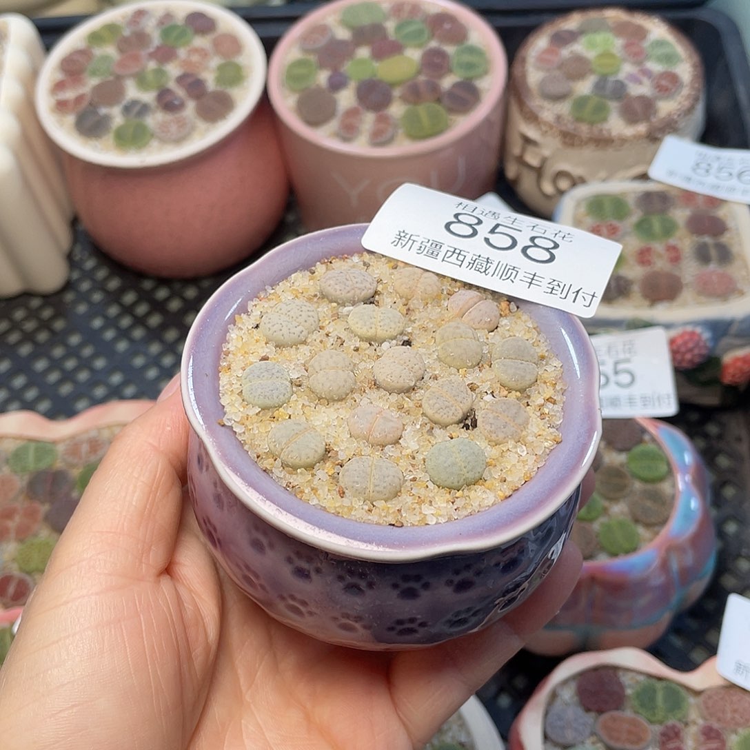 相遇开播福利858