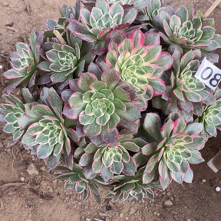 008万花筒多肉植物