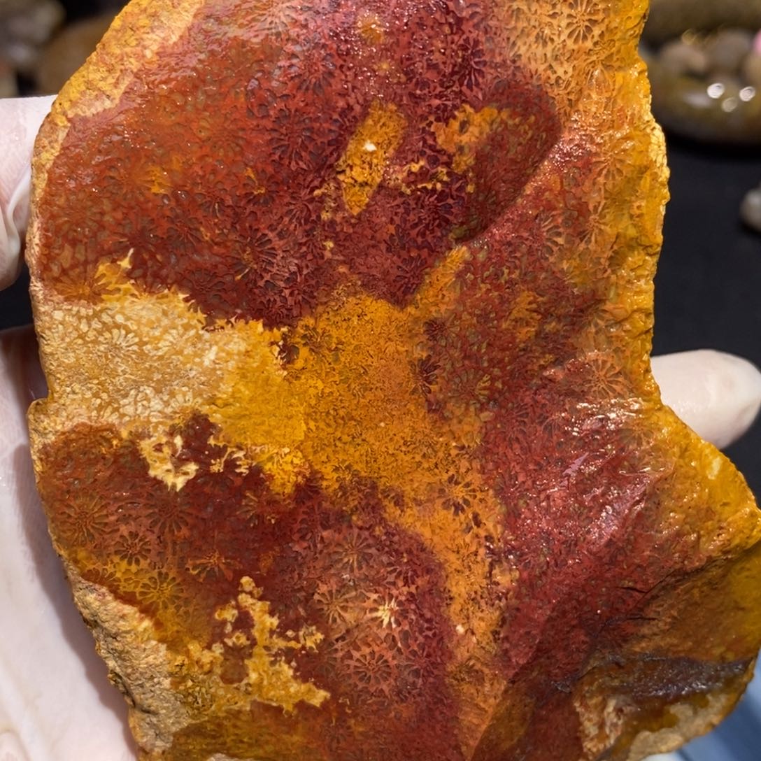 【闪购商品】硅化玉珊瑚玉未镶嵌