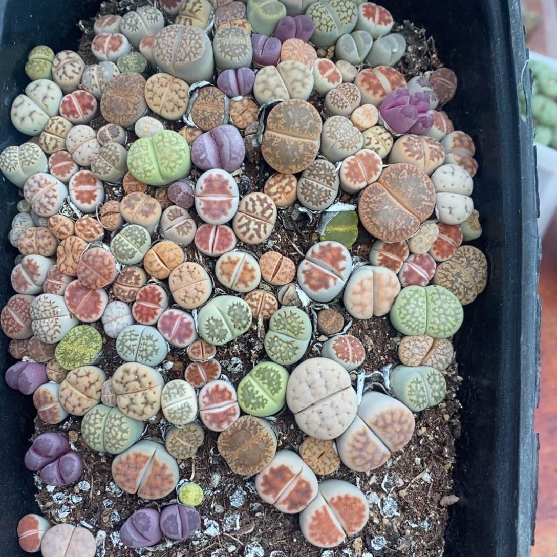 多肉蛋炒饭感谢您相伴043