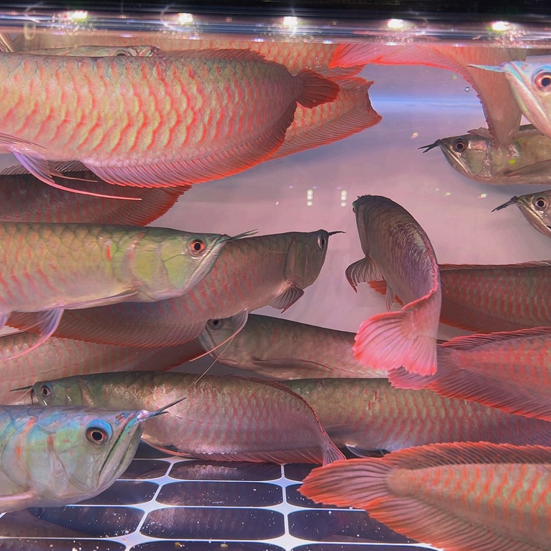 龙鱼天****问马来西亚七彩y