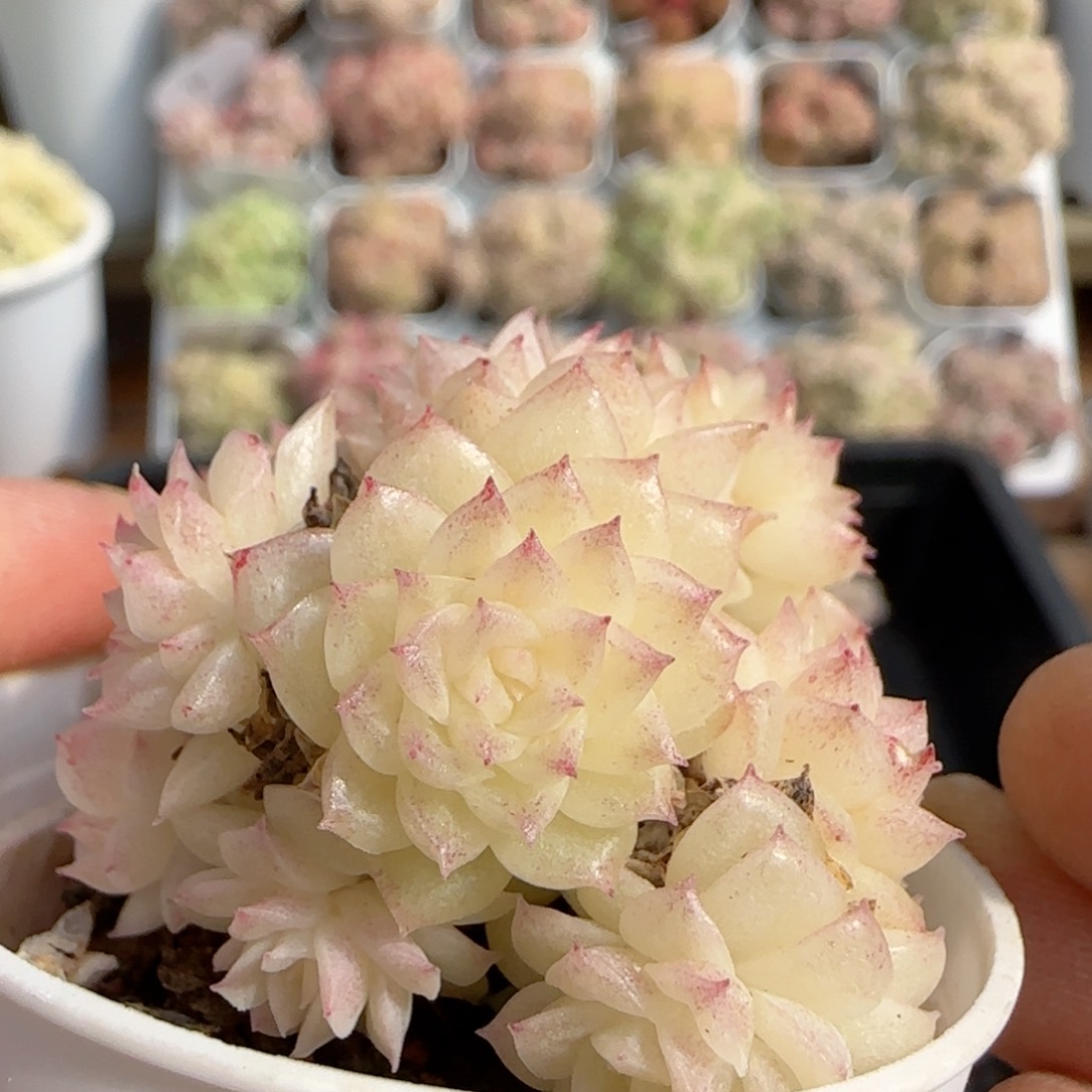 【闪购商品】0205-89珠光麦杆