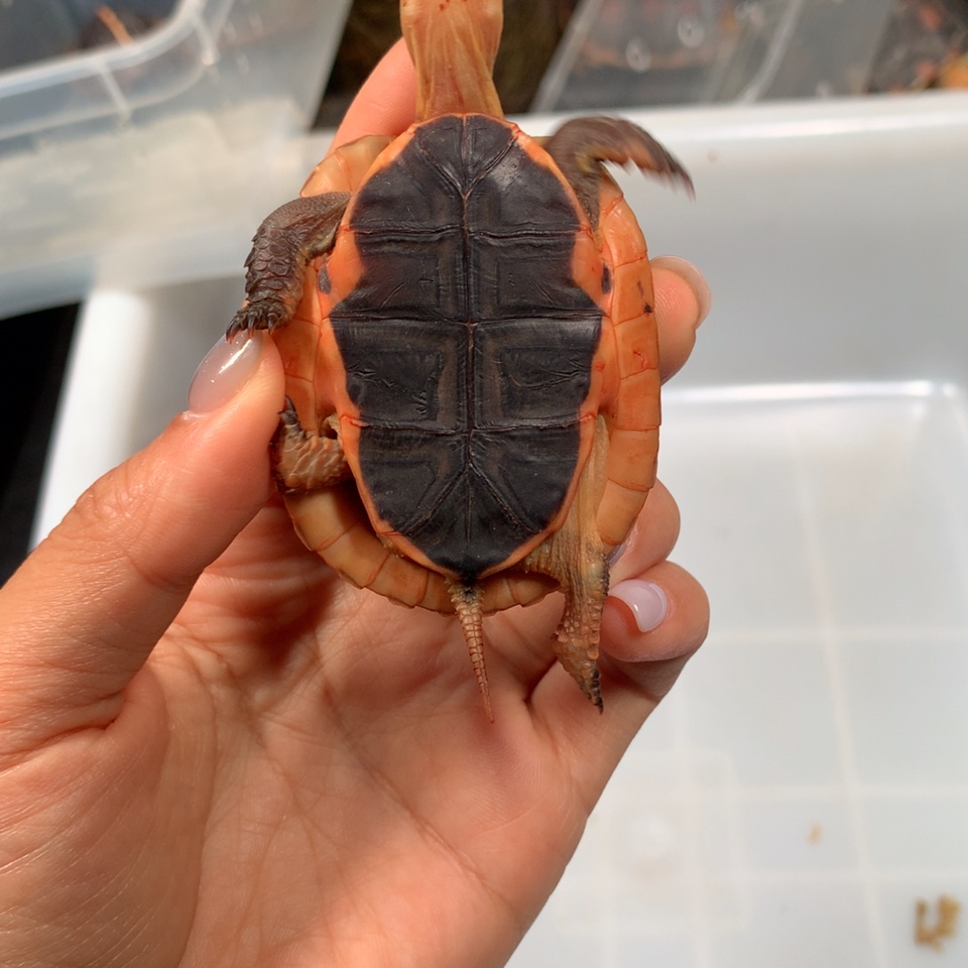 油***姐宠物龟不分公母现货现发