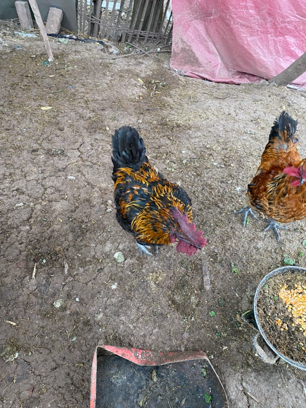 直播间专属散养农村土鸡土鸭土鹅肉类链接(现场称重宰杀不退）