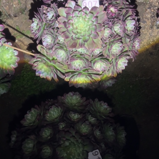 ?**?907莲花多肉植物花脸