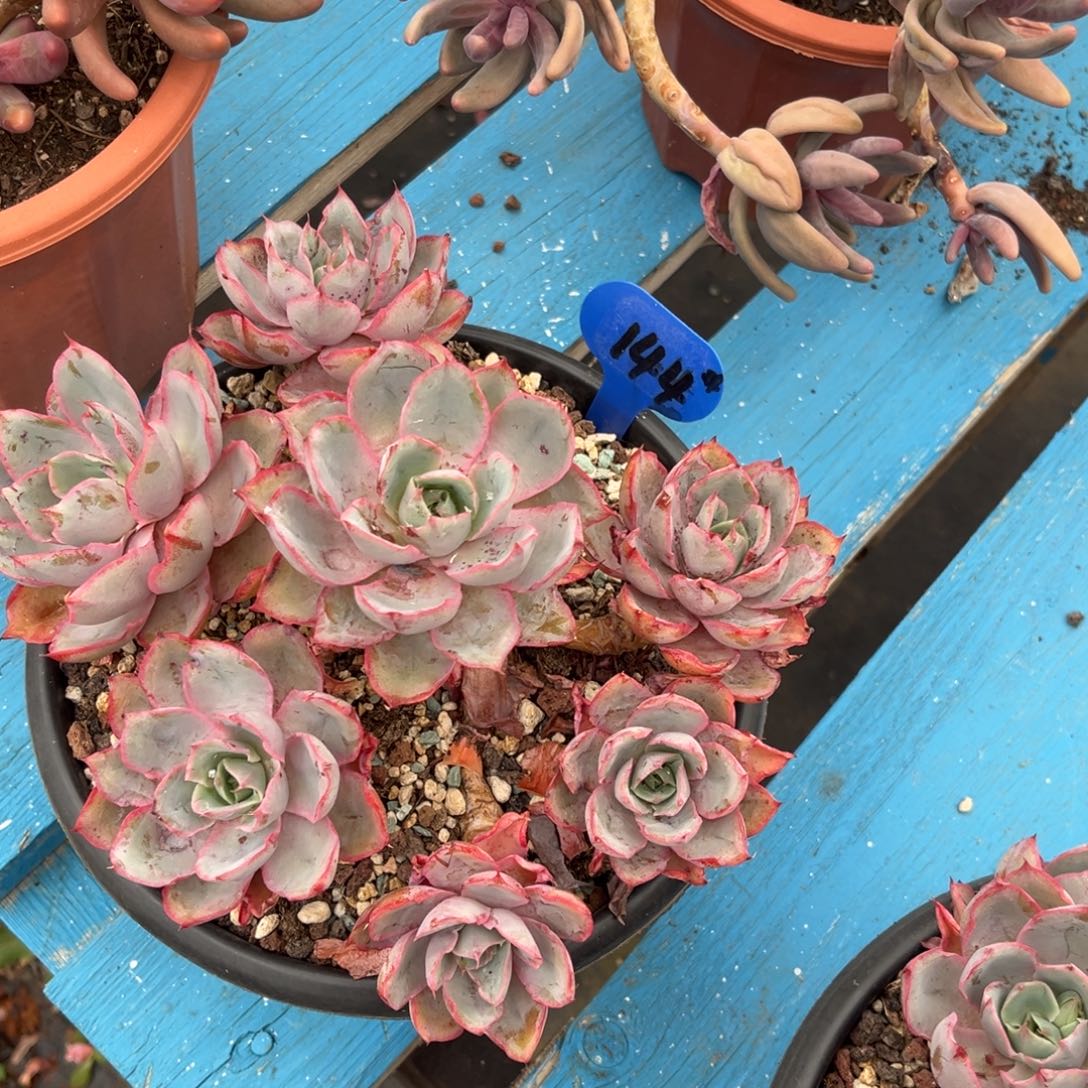 小雨多肉赫拉女王