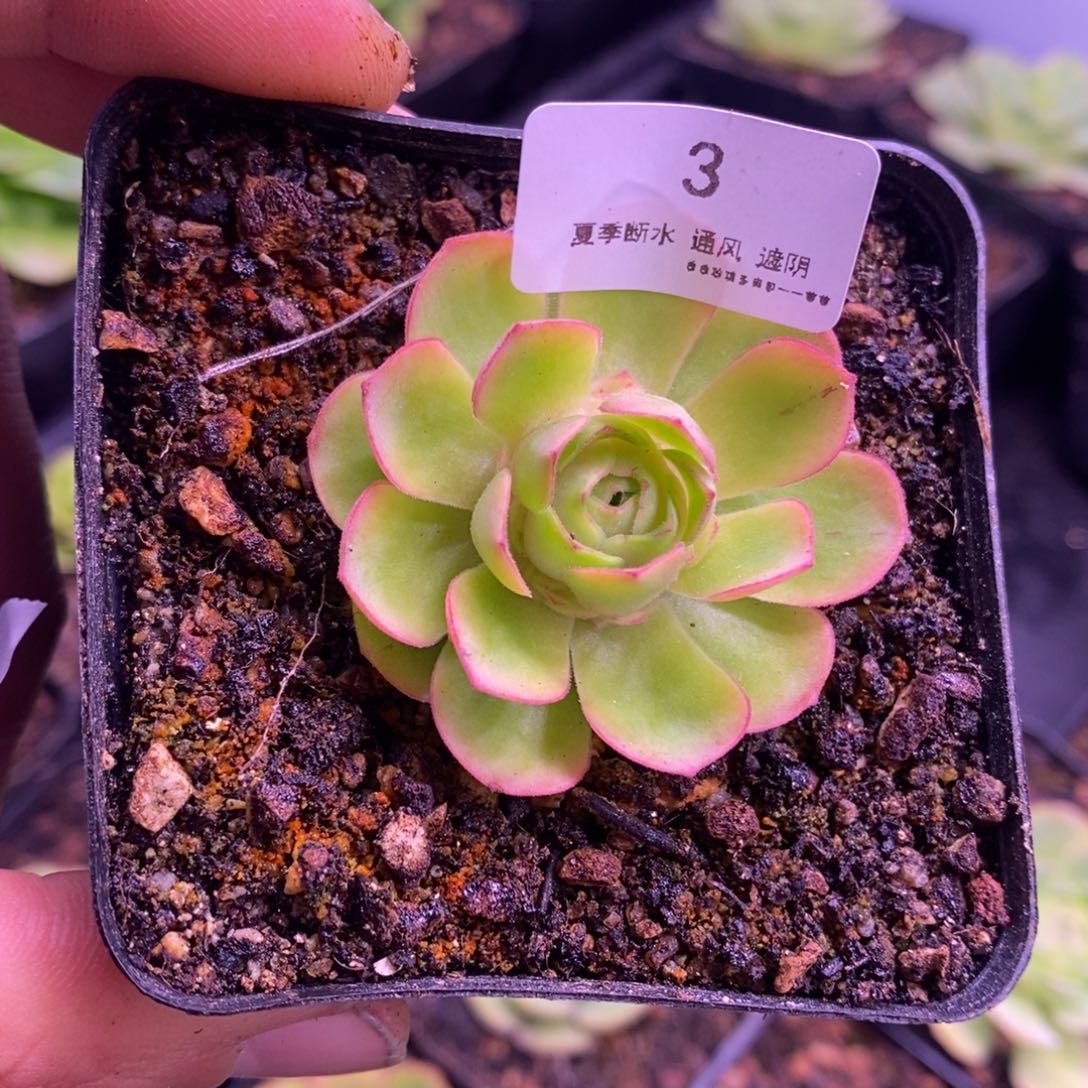 离月———山地玫瑰