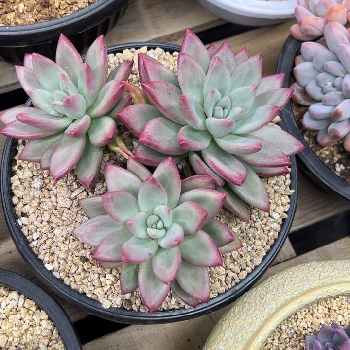 赫本露丝 夏鸣园艺