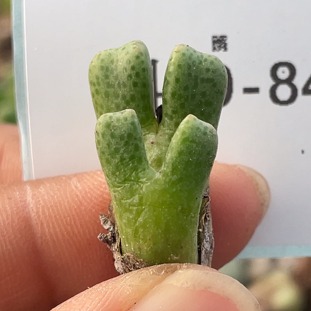 30-84鹿角斑马肉锥