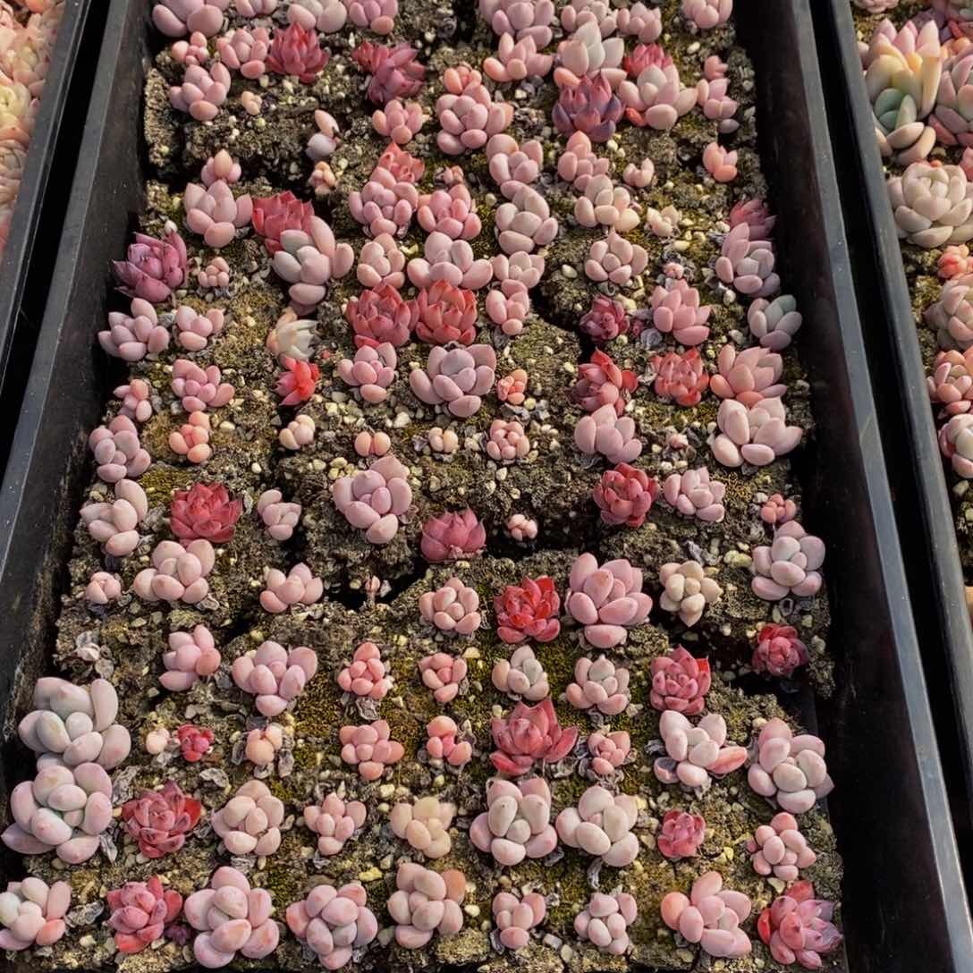 483多肉植物我的人生态度