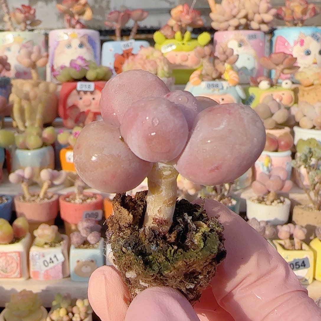 小***三粉粉蛋黄奶 盆口2.5cm