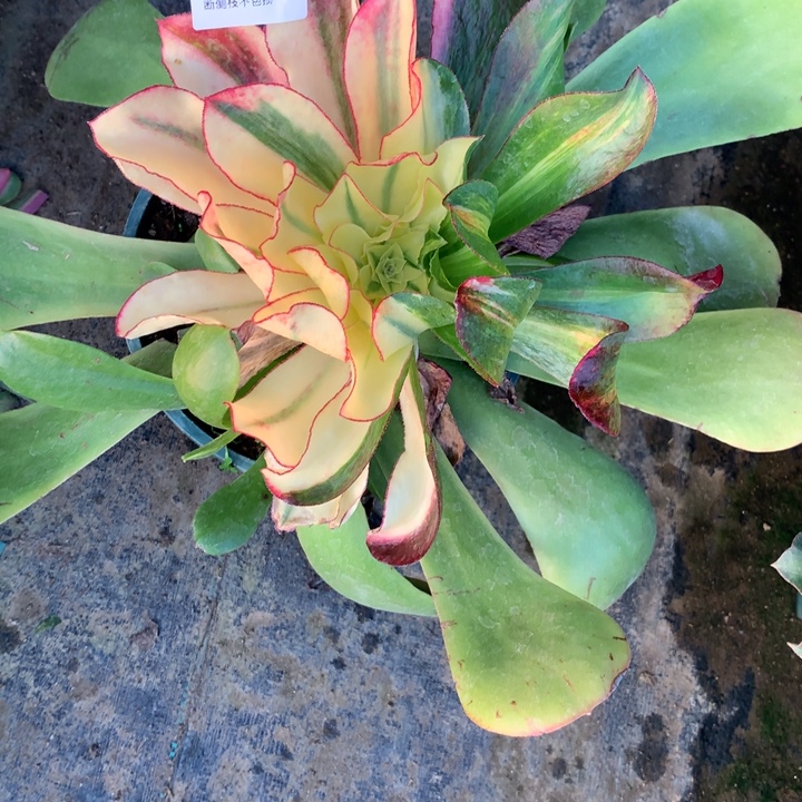 草***丁402魅影七彩多肉植物特价