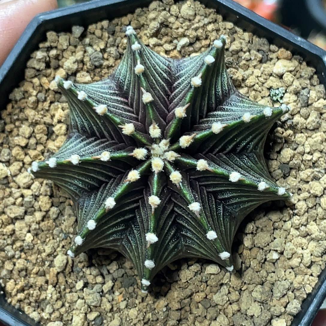 当前无花朵，栽培后可花朵