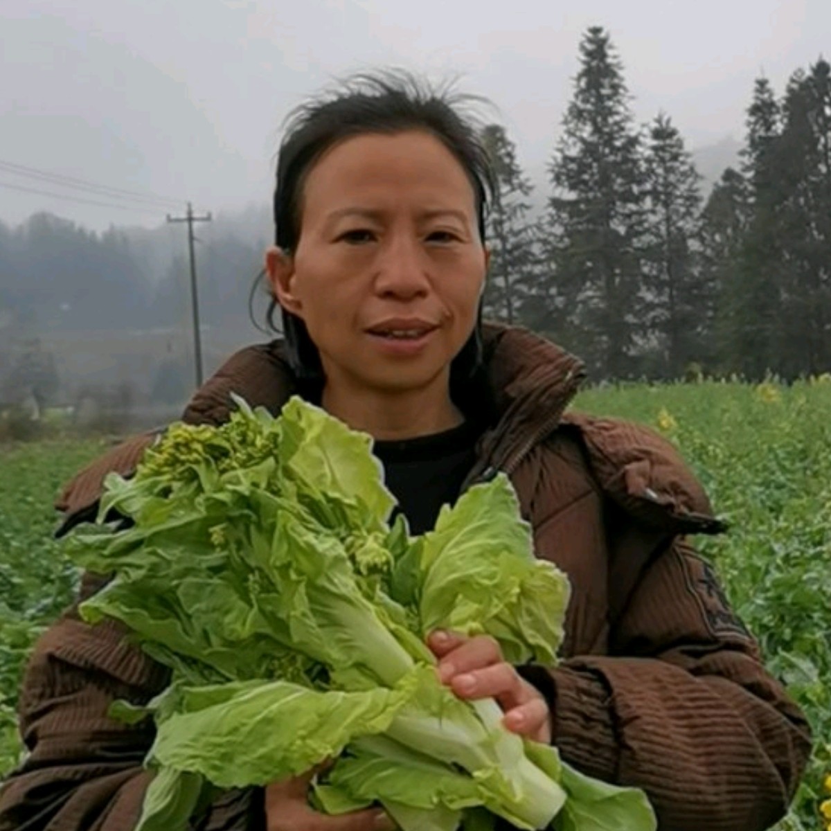 农村大山里白菜苔