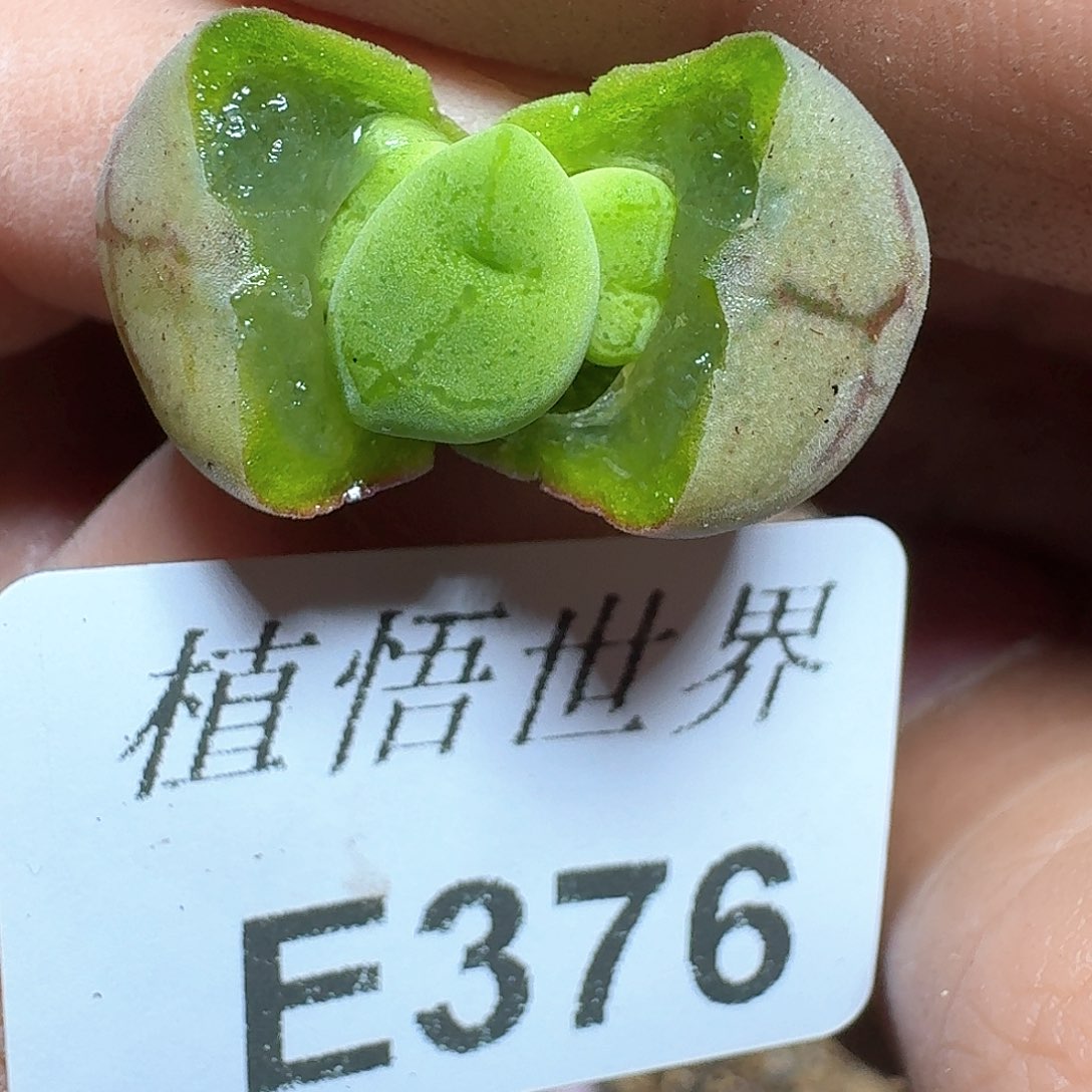 376盒多肉植物哇cn