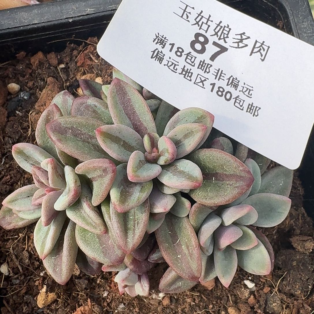87紫心锦群一物一拍