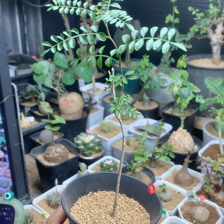 实生象足漆树带盆