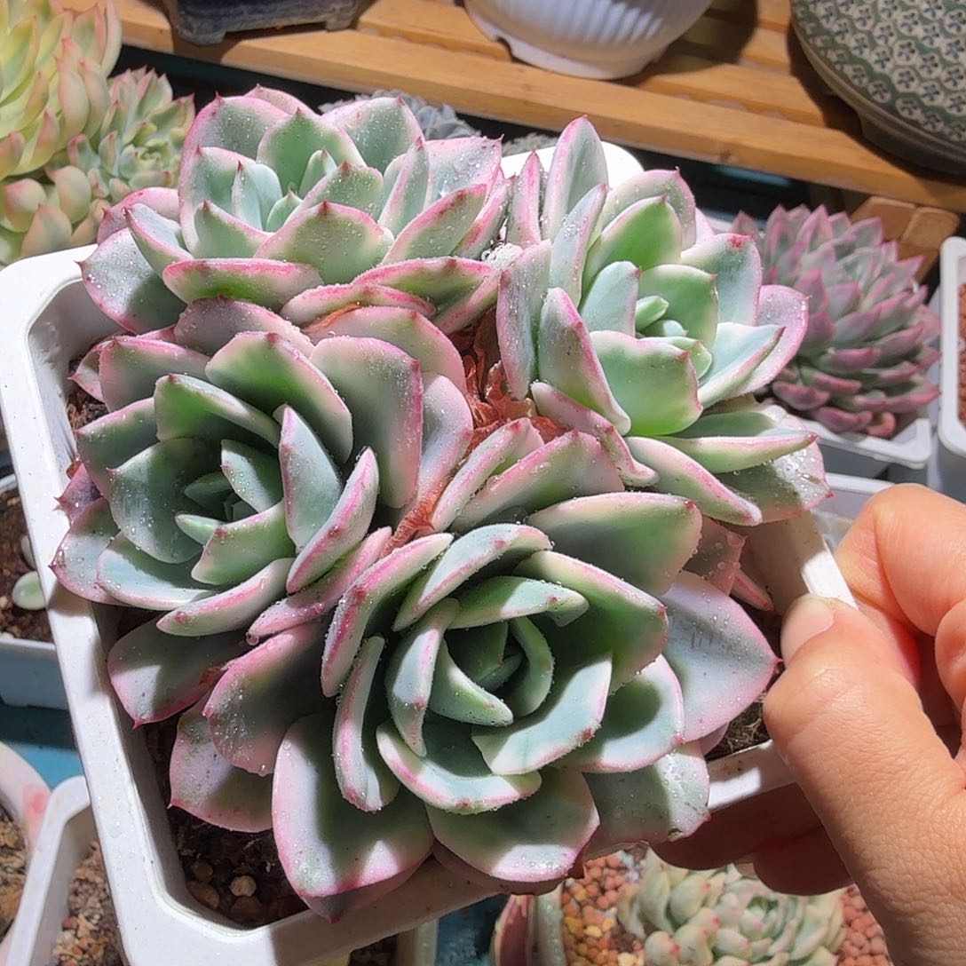 奶油黄桃锦底座，多肉植物