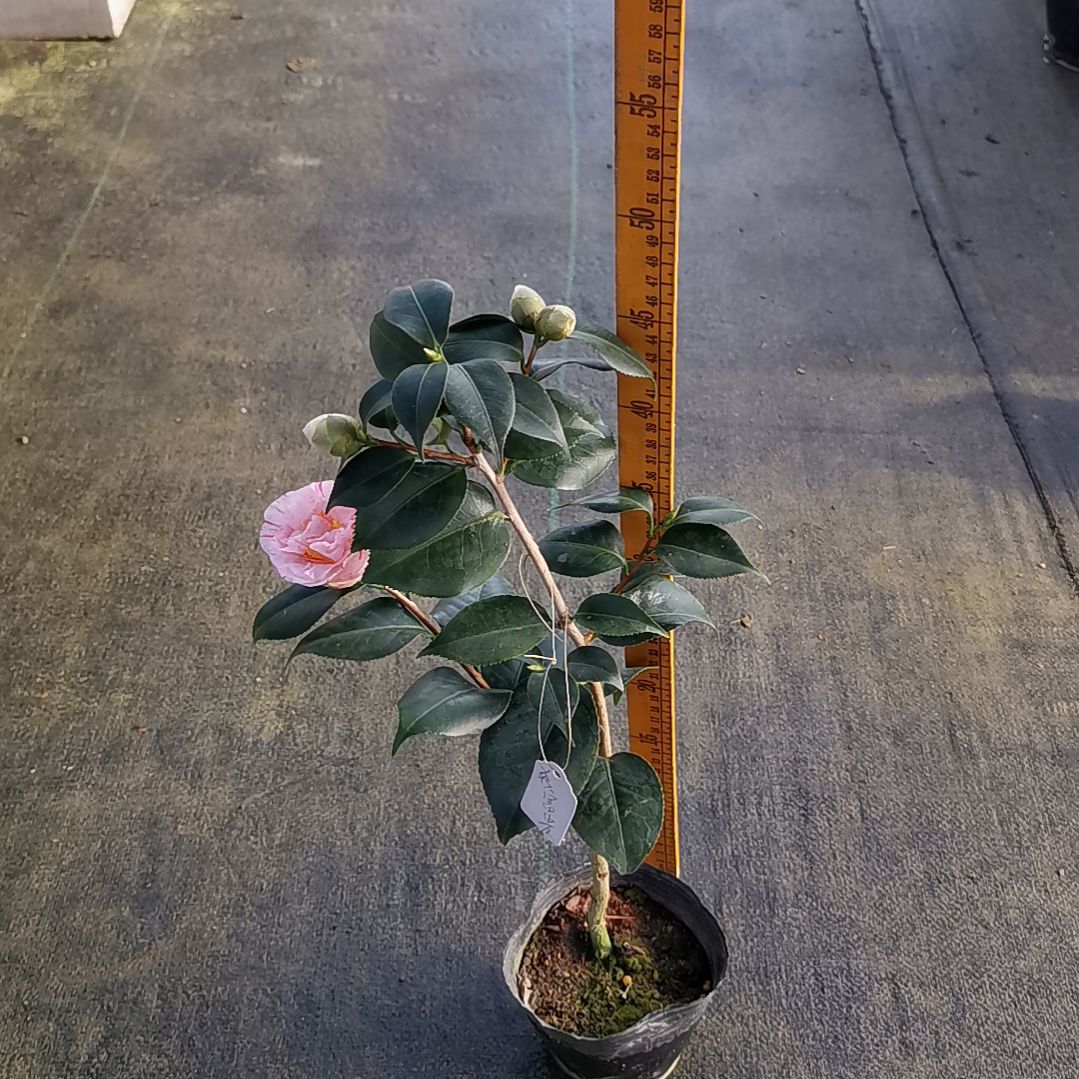 大部分花苞少量开放花富贵