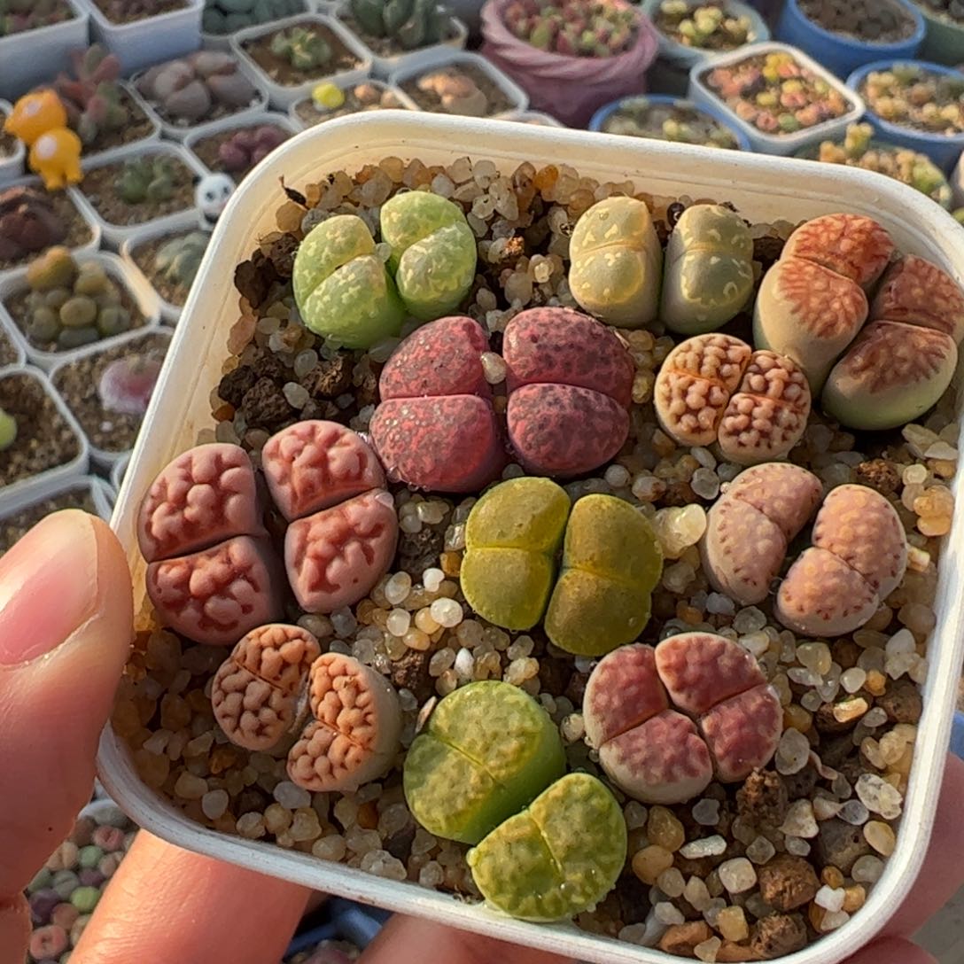 11棵双头母本多肉植物百科