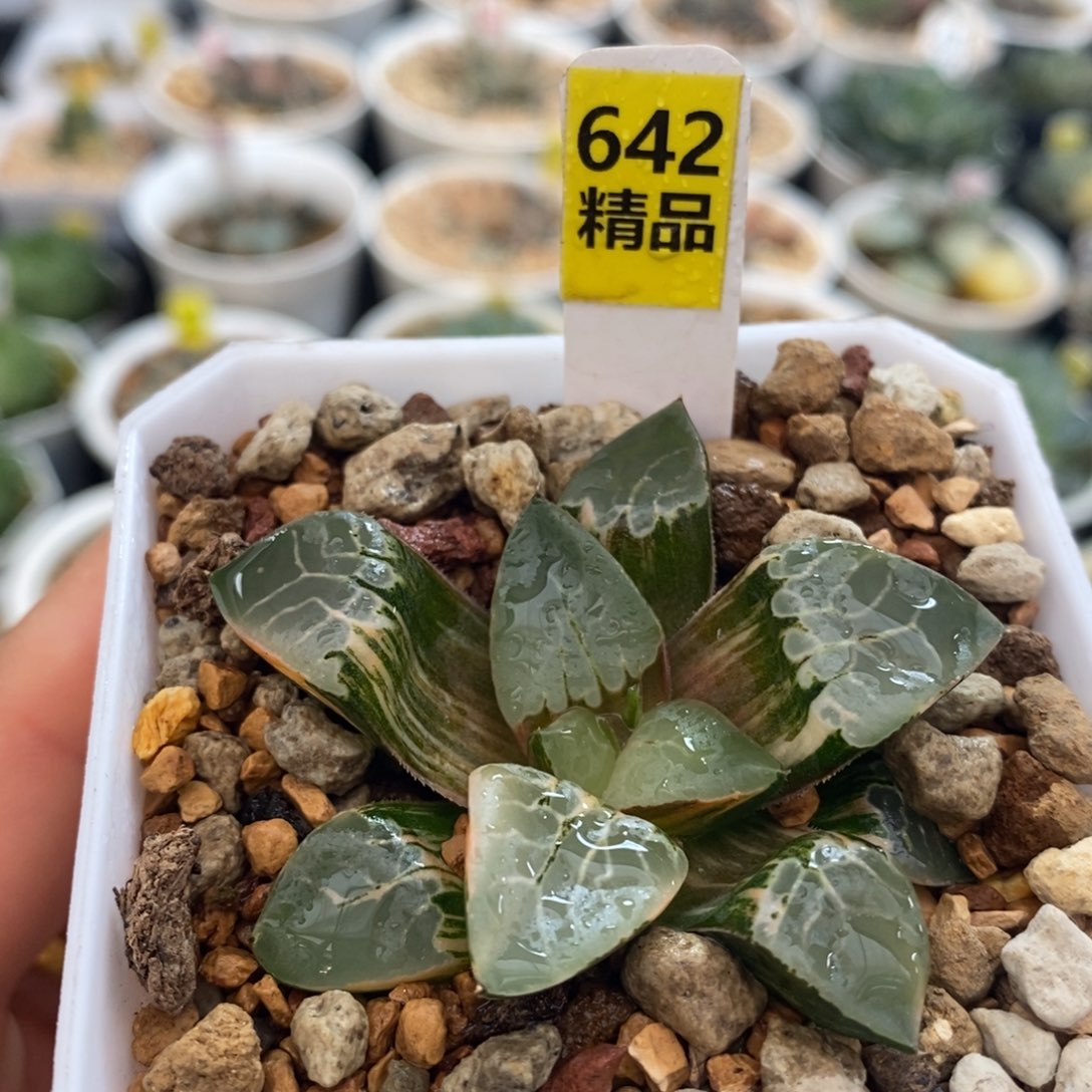 不开花植物642火凤凰