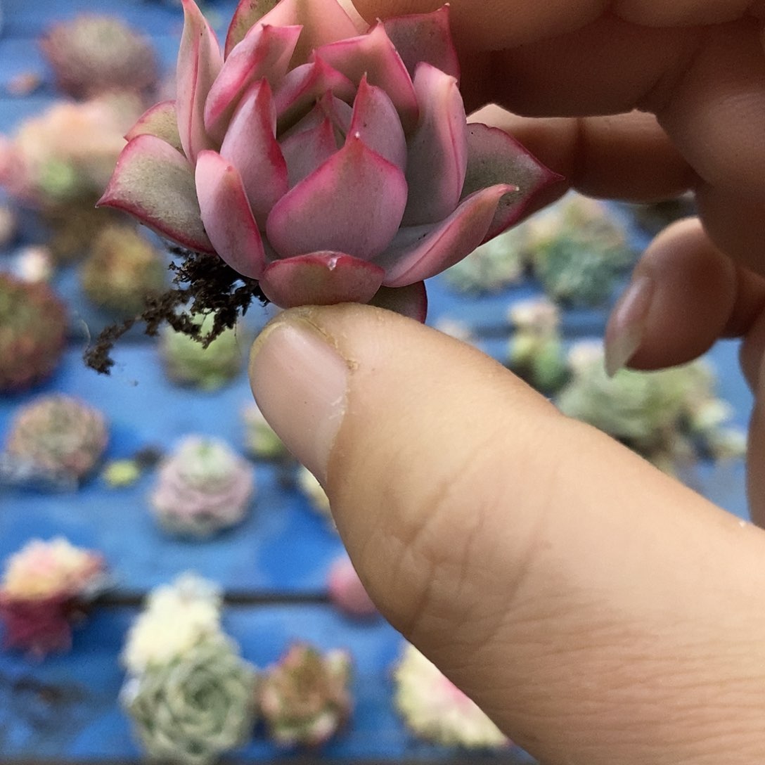 740红宝莲灯锦多肉植物哇啦塞