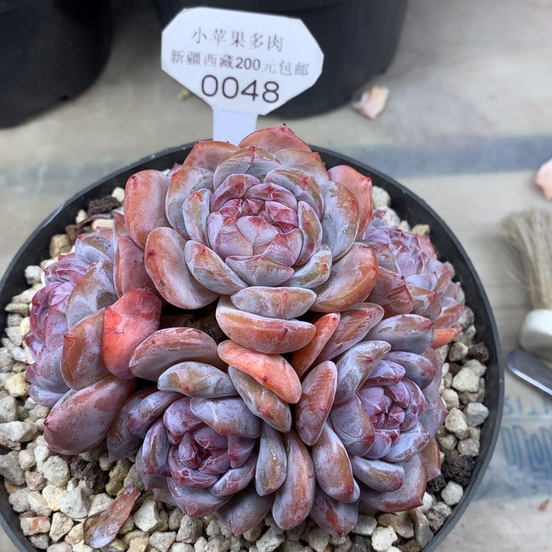 绿底紫心048/12cm6头