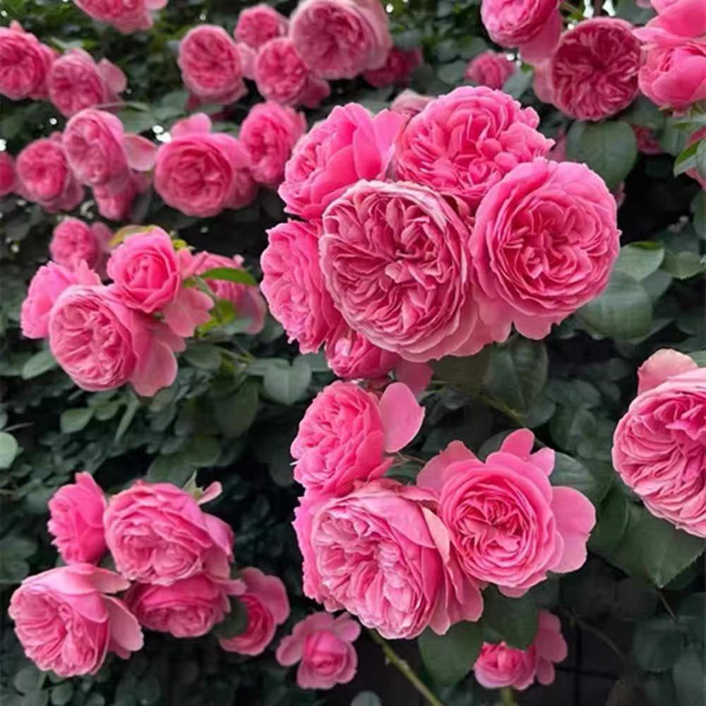 粉色达芬奇耐寒爬藤蔷薇月季花苗阳台庭院栏杆拱门花卉多季开花