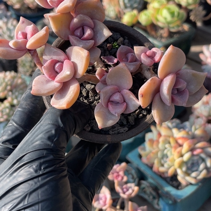 彩虹糖精品多肉植物