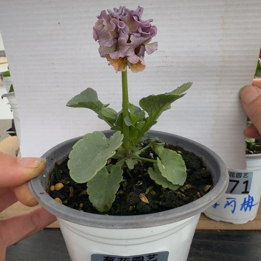 无花朵212号角堇