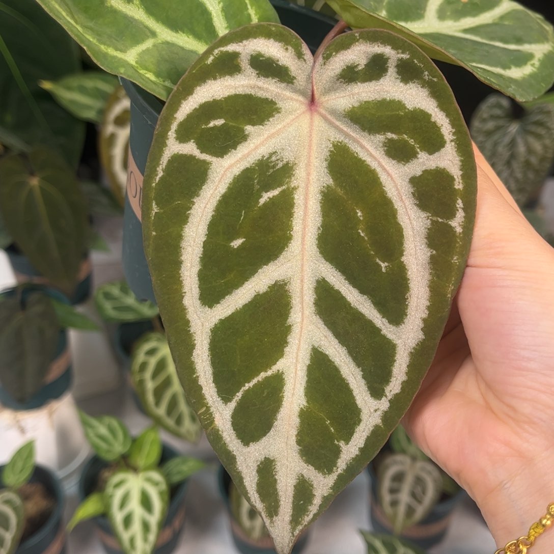 无花朵华丽银杂银红23