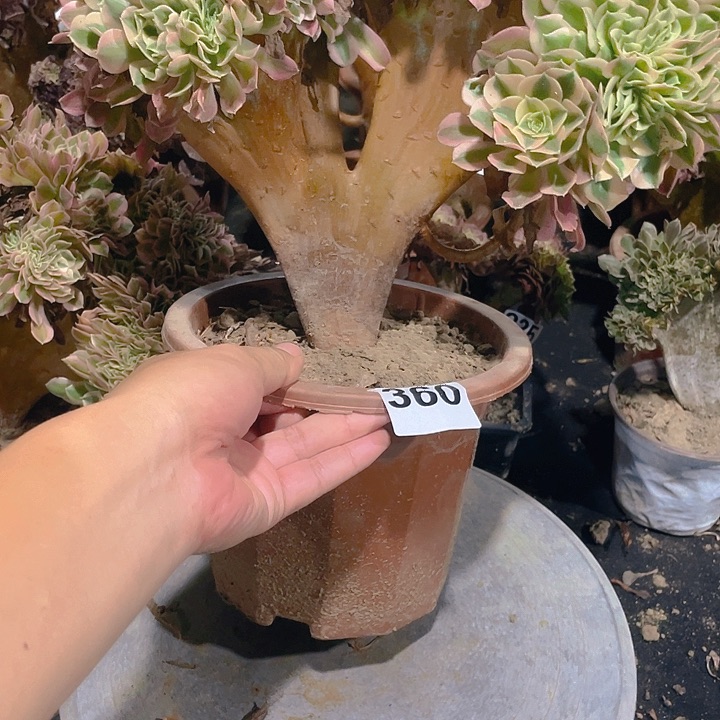 360粉女巫整板小脚盘龙
