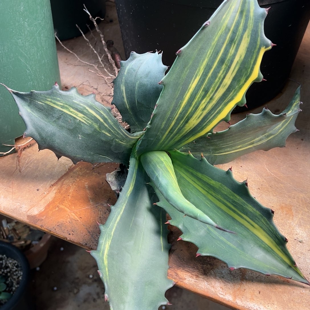 无花朵多肉植物赤牙龙縞斑