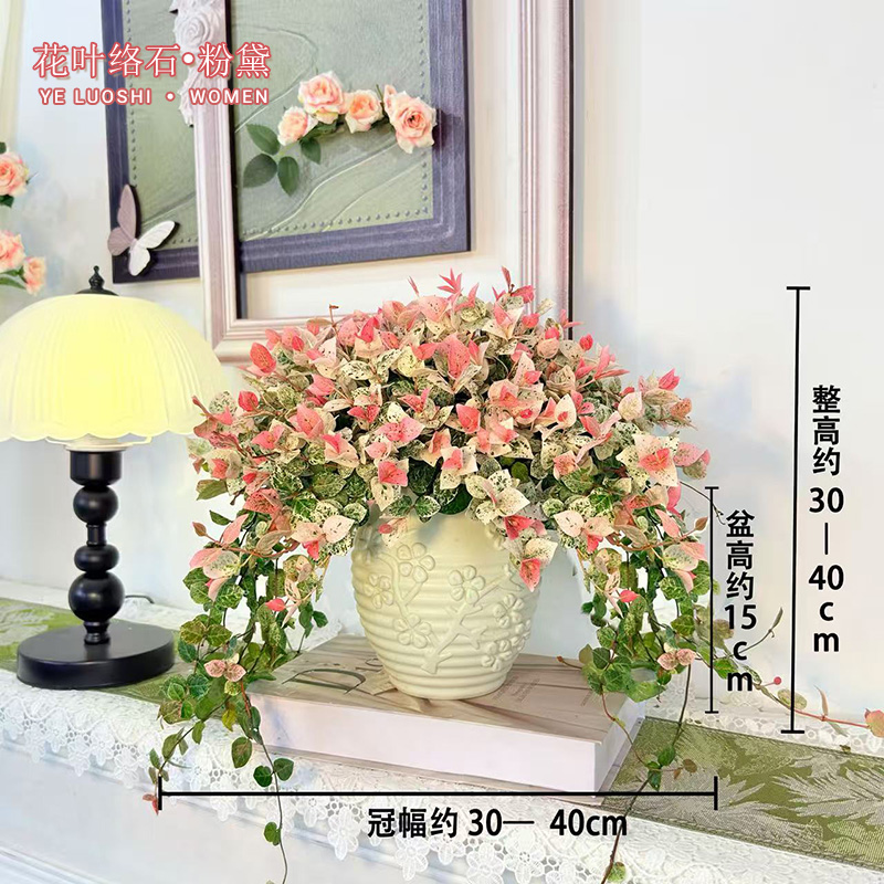 花叶络石彩叶缤纷盆栽室内四季五彩好养盆景客厅办公室彩络叶绿植